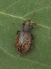 Otiorhynchus aurifer